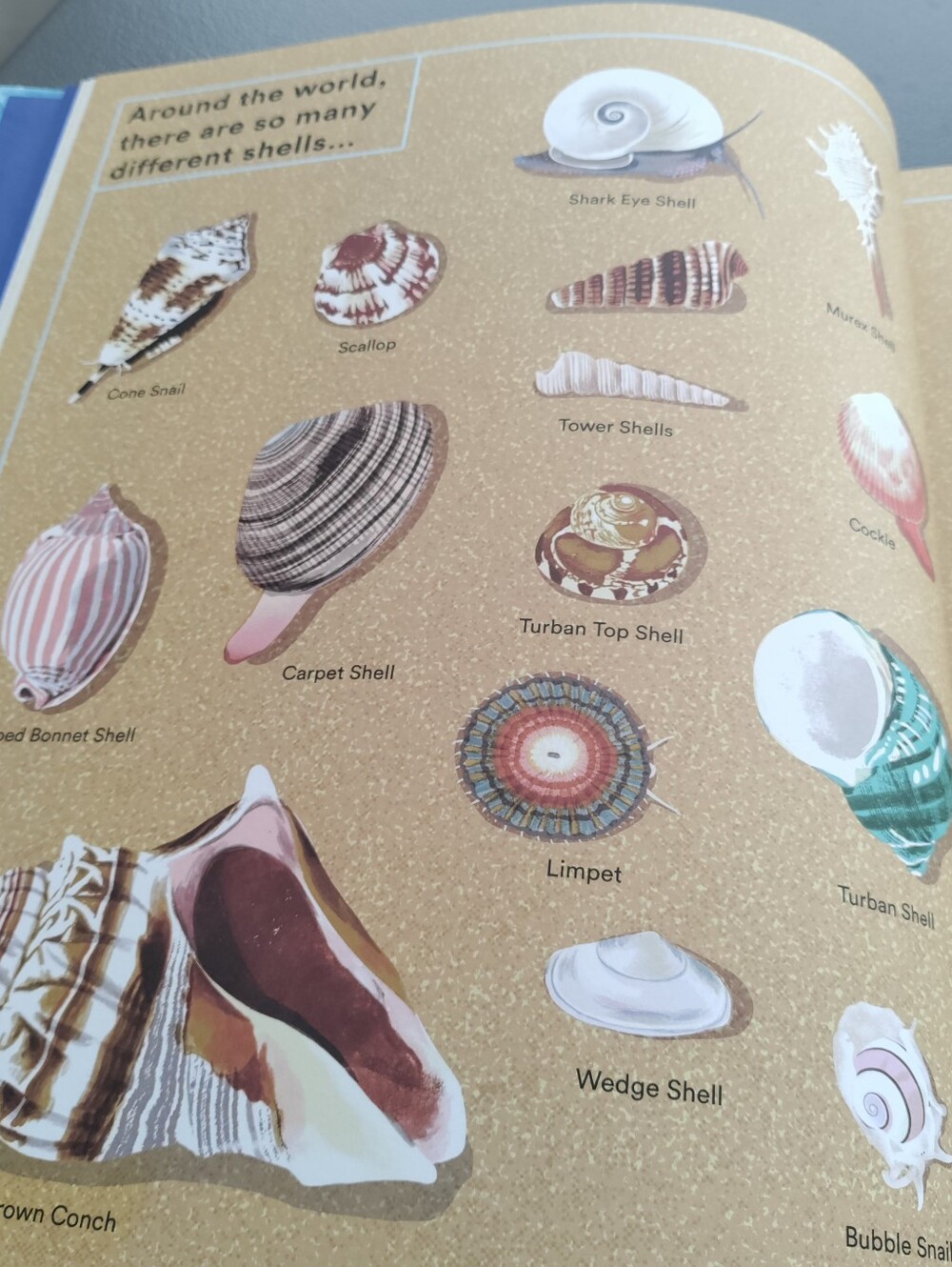 What a Shell Can Tell - Picture 13 of 16
